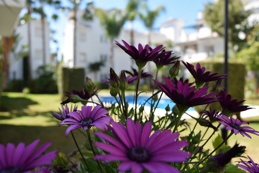 Apartamentos Y Casas Serinamar Marbella El Angel Екстер'єр фото
